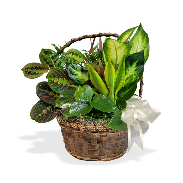 An elegant way to create a beautiful indoor garden.