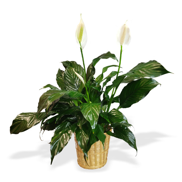 This plant attracts peace and prosperity and is considered a lucky charm in some cultures.